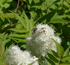 Bombus griseocollis