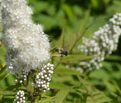 Bombus griseocollis