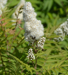 Bombus griseocollis