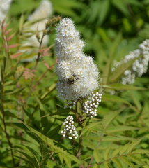Bombus griseocollis