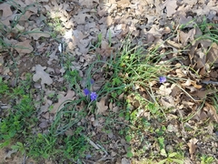 Muscari neglectum