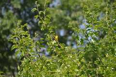 Spinus tristis