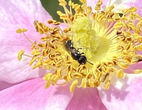 iNaturalist observation photo of Masked Bees