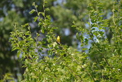 Spinus tristis