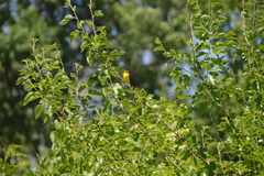 Spinus tristis
