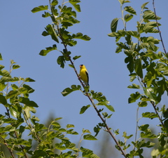 Spinus tristis