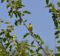 Spinus tristis