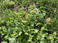 Sphaeralcea lindheimeri