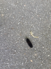 Pyrrharctia isabella