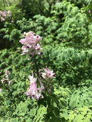 Corydalis caseana brandegeei