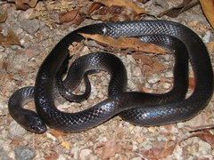 Stegonotus australis