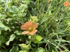Sphaeralcea lindheimeri