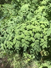 Corydalis caseana brandegeei