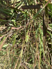 Conocephalus exemptus