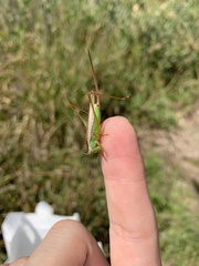 Conocephalus exemptus