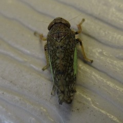 Orientus ishidae