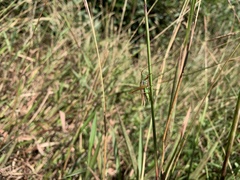 Conocephalus japonicus