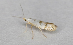 Argyresthia thuiella