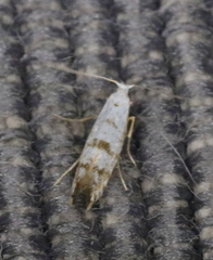 Argyresthia thuiella