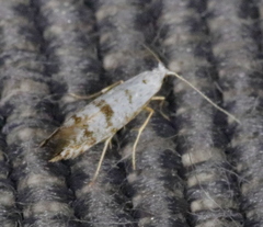 Argyresthia thuiella