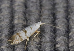 Argyresthia thuiella