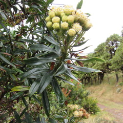 Monticalia pulchella