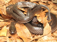 Stegonotus australis