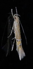 Cosmopterix fernaldella