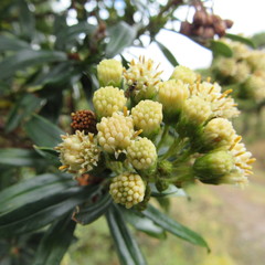 Monticalia pulchella