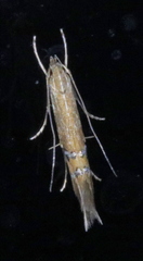 Cosmopterix fernaldella
