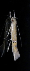 Cosmopterix fernaldella