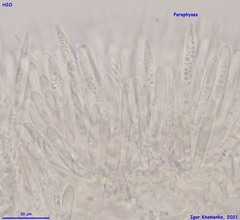 Lachnum controversum