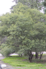 Acacia deanei