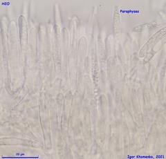 Lachnum controversum