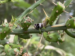 Chloroplus cactocaetes