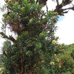 Monticalia pulchella