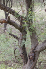 Acacia deanei