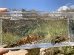 Odontobutis obscurus