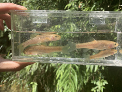 Rhynchocypris oxycephalus