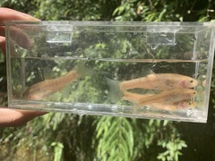 Rhynchocypris oxycephalus