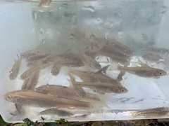 Rhynchocypris oxycephalus