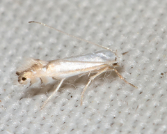 Phyllonorycter argentifimbriella