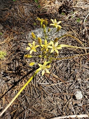 Triteleia ixioides