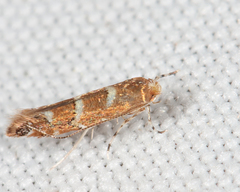 Cameraria bethunella