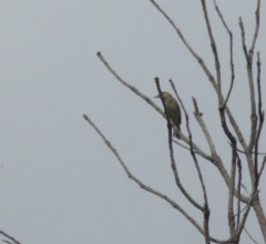 Ficedula hypoleuca