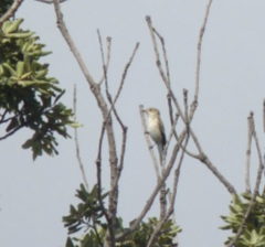Ficedula hypoleuca