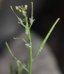 Planodes virginicum
