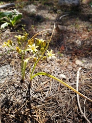 Triteleia ixioides