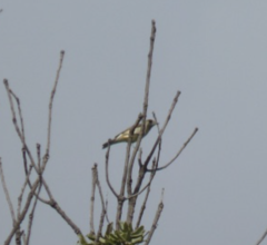 Ficedula hypoleuca