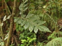 Weinmannia pubescens